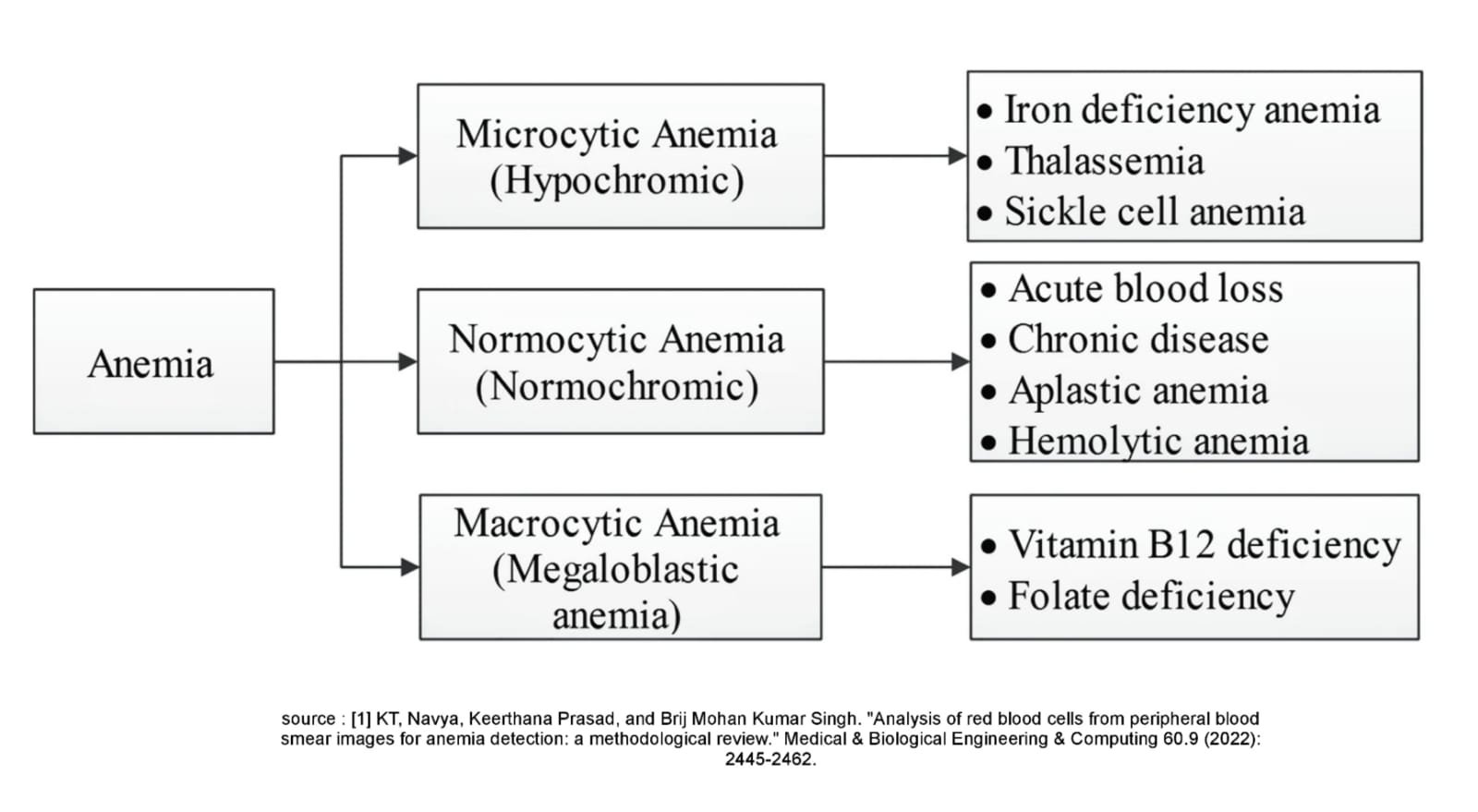 Anaemia : A prevalent yet discounted health situation