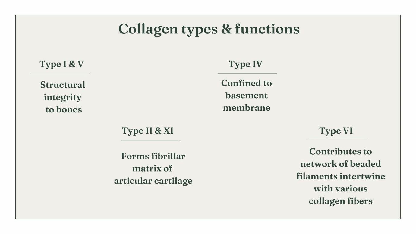 Collagen:  A structural scaffold